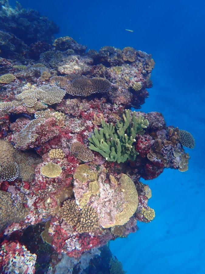 סאבוסאבו Fiji Lodge Vosa Ni Ua מראה חיצוני תמונה